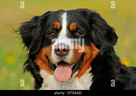 Berner Sennenhund Stockfoto