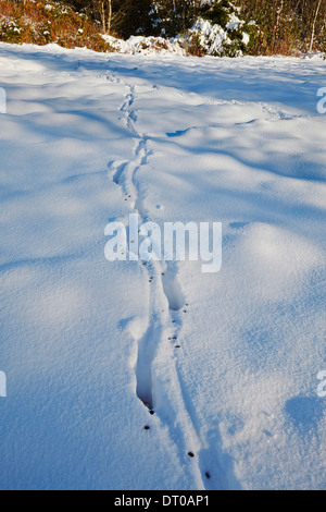 Kaninchen druckt im Tiefschnee in den Haldon Hügeln in der Nähe von Doddiscombsleigh, in der Nähe von Exeter, Devon, Großbritannien. Stockfoto