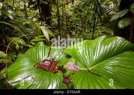 Grosse nasse Blätter im premontane feuchten tropischen Regenwald in Burbayar Naturschutzgebiet, Panama Provinz, Republik Panama. Stockfoto