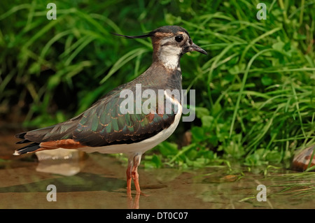 Nördlichen Kiebitz, Kiebitz, grün Regenpfeifer (Vanellus Vanellus) Stockfoto