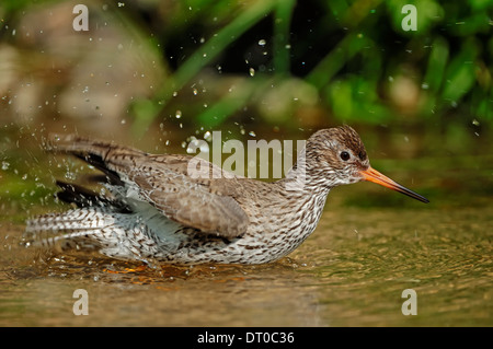 Gemeinsamen Rotschenkel (Tringa Totanus) Stockfoto