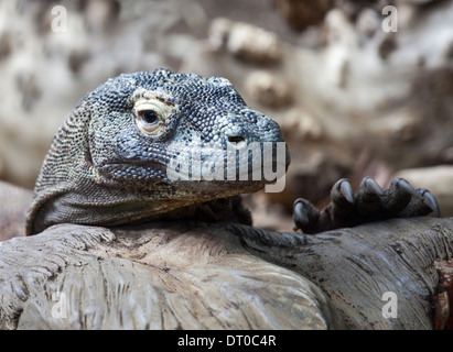 Komodo-Waran (Varanus Komodoensis) Stockfoto