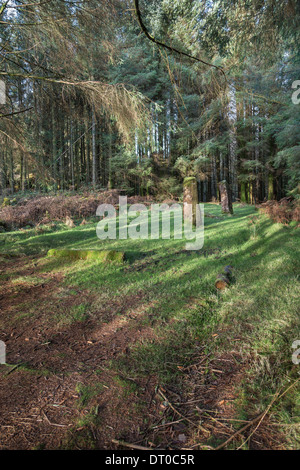 Kilmore Standing Stones auf Dervaig auf der Isle of Mull in Schottland. Stockfoto