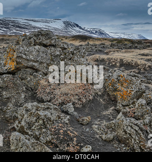 Lava Rock und Moos von Wasserfall Godafoss, Island Stockfoto