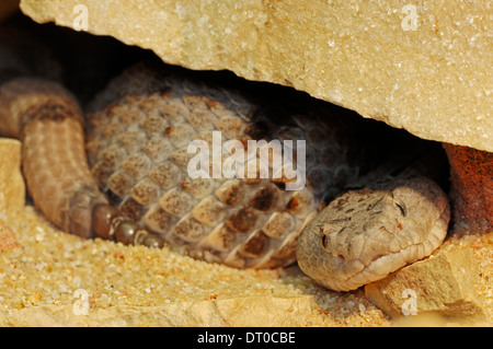 Fleckige Felsen-Klapperschlange (Crotalus Lepidus Lepidus) Stockfoto