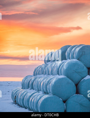 Hay Rollen verpackt in Kunststoff, Hunafjordur, Island Stockfoto