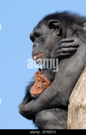 Schimpanse (Pan Troglodytes), Weibchen mit jungen Stockfoto