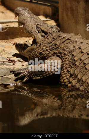 Krokodile (Unterfamilie Crocodylinae) oder echten Krokodile sind große aquatische Reptilien Stockfoto