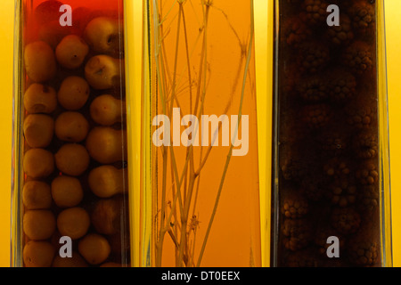 Hausgemachte Liköre aus Schlehen, Brombeeren und Kräutern Stockfoto