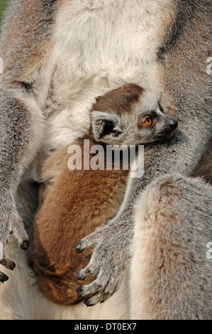 Katta (Lemur Catta), juvenile Stockfoto