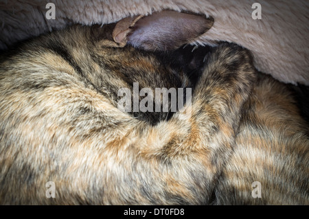 Schönes Porträt einer Schildpatt Katze zusammengerollt fest eingeschlafen. Stockfoto