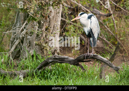 Ein Graureiher (Ardea Cinerea) stehend auf einem Ast Stockfoto