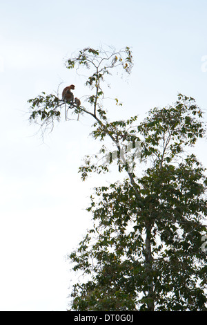 Ein Erwachsener und Baby Proboscis Affe (Nasalis Larvatus) sitzen hoch in einem Baum Stockfoto