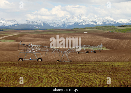 Eine Mitte Drehpunkt Sprinkleranlage in einem frisch gepflanzten Weizenfeld mit die Teton Mountains im Hintergrund. Stockfoto
