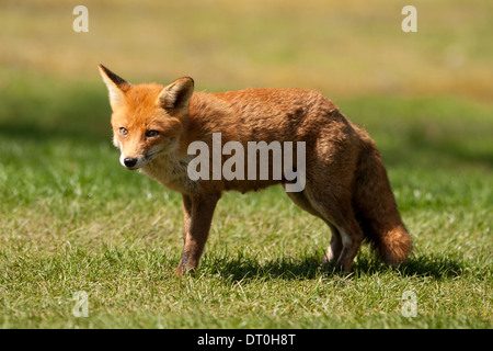 Europäischer roter Fuchs (Vulpes Vulpes) Stockfoto