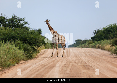 Einzelne Giraffe steht hoch auf der Straße in Namibia Stockfoto