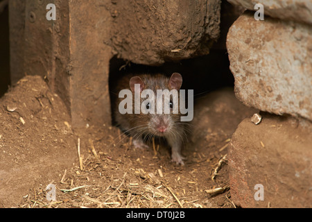 Eine wilde braune Ratte Begriffen aus einem alten Bauernhof bauen (Rattus Norvegicus) Stockfoto