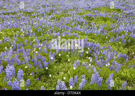 Washington State USA Bereich der blühenden Lupinen Wildblumen Stockfoto