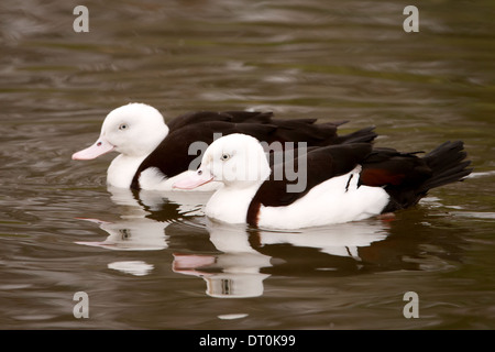 Der Raja Brandgans oder Radjah Brandgans (Tadorna Radjah) Stockfoto