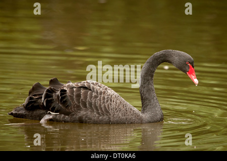 Der schwarze Schwan (Cygnus olor) ist eine große Wasservögel, die vor allem in Australien und Neuseeland brütet Stockfoto