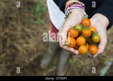 Woodstock New York USA ökologischer Landbau Mädchen halten Reife Kirschtomaten Stockfoto