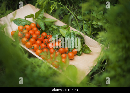Woodstock New York USA Holztablett rote Cherry-Tomaten und Basilikum Stockfoto