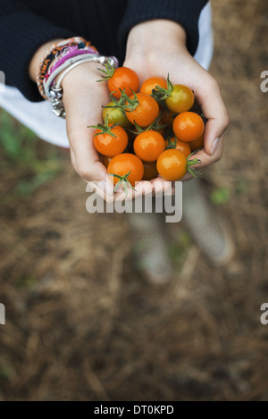 Woodstock New York USA ökologischer Landbau Mädchen halten Reife Kirschtomaten Stockfoto