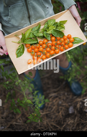 Woodstock, New York USA junges Mädchen hält Holztablett rote Kirschtomaten Stockfoto