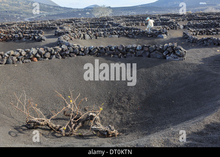 Reben wachsen in Vulkanasche geschützt durch Gruben und Wände genannt Zocos in den Weinbergen La Geria-Lanzarote-Kanarische Inseln-Spanien Stockfoto