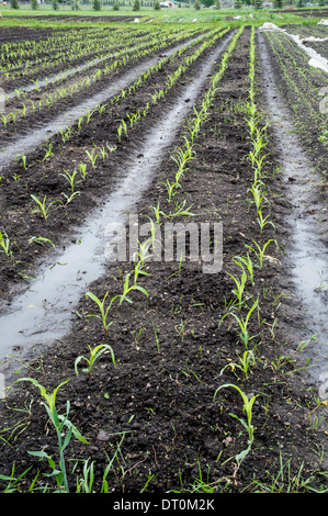 Reihen von Maispflanzen auf Erbsen-Farm in Missoula, Montana. Stockfoto