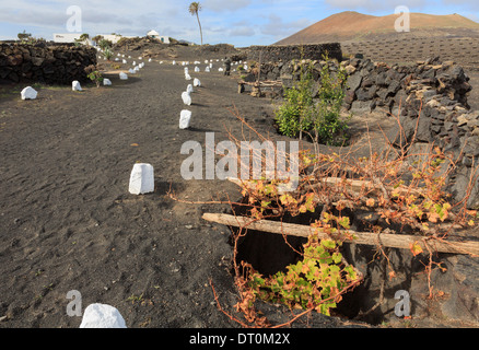 Anzeigen der alten Weinbau Methoden im Museo del Vino El Grifo in La Geria in der Nähe von San Bartolome, Lanzarote, Kanarische Inseln, Spanien Stockfoto