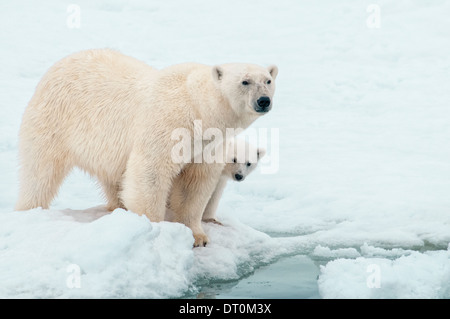 Eisbär-Mutter mit Jungtier versteckt sich hinter ihr, Ursus Maritimus, Olgastretet Packeis, Spitzbergen, Svalbard-Archipel, Norwegen Stockfoto