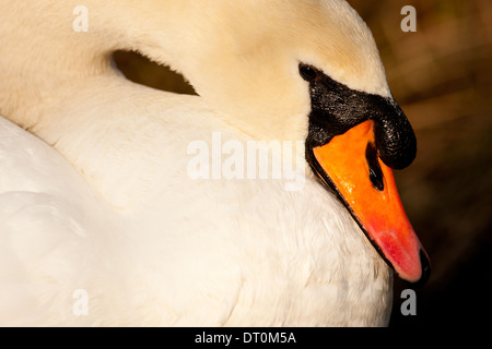 Ein Höckerschwan (Cygnus Olor) ruhen, den Kopf Stockfoto