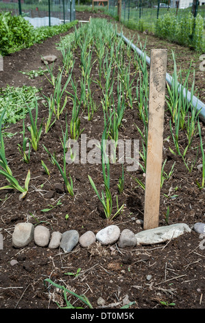 Ein Zeichen am Ende einer Reihe von Knoblauch Pflanzen auf dem Bauernhof Erbsen in Missoula, Montana. Stockfoto