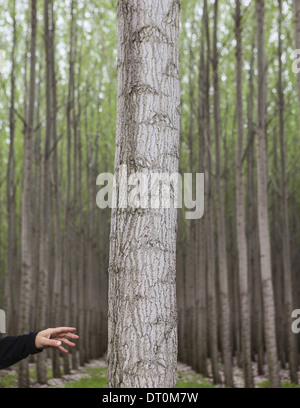 Oregon USA Pappel Baum Plantage Person erreichen Touch Baum Stockfoto