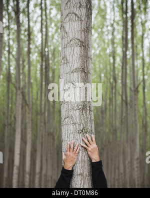 Pappel Plantage Baum Baumschule Wachsen Gerade Baume Mit Weissen Rinde In Oregon Usa Umatilla County Oregon Usa Usa Stockfotografie Alamy