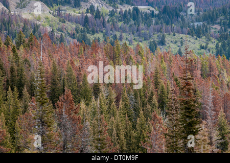 MacDonald-Passhöhe auf die kontinentale Wasserscheide in der Nähe von Helena, Montana, zeigt Schäden von der Mountain Pine Beetle. Stockfoto
