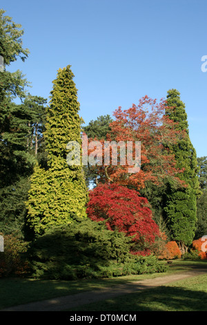Westonbirt Herbstfärbung Arboretum Gloucestershire England UK Stockfoto