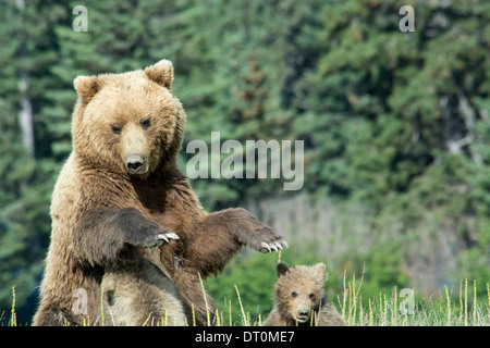 Grizzly Bear säen, Ursus Arctos, mit zwei Frühling Cubs, einer Pflege als sie steht, Lake-Clark-Nationalpark, Alaska, USA Stockfoto