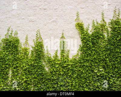 Washington USA Efeu wachsen üppige Pflanze auf Ziegelmauer Stockfoto
