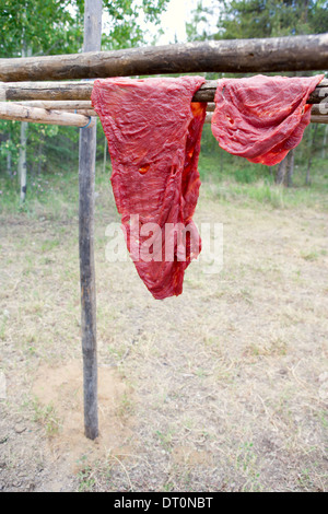 Dünne Streifen von Bisonfleisch Rauchen traditionell über dem Feuer Stockfoto