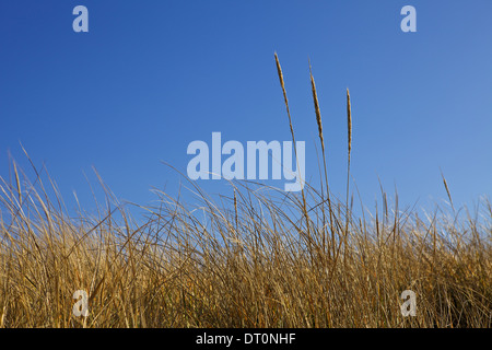 Hohe Gräser wiegen sich im Wind auf Cape Cod, Massachusetts Stockfoto