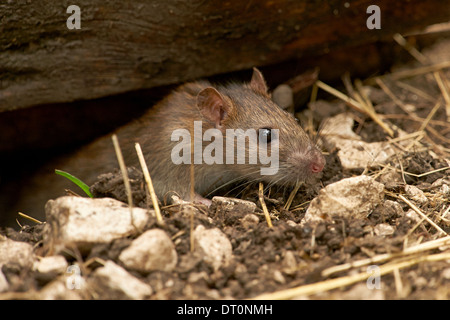 Eine wilde braune Ratte (Rattus Norvegicus) Stockfoto