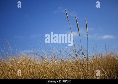 Hohe Gräser wiegen sich im Wind auf Cape Cod, Massachusetts Stockfoto