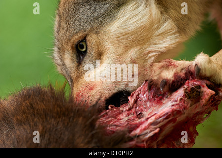 Der graue Wolf oder graue Wolf (Canis Lupus) Stockfoto