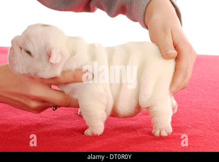 englische Bulldogge Welpen - zwei Wochen alt auf weißem Hintergrund Stockfoto