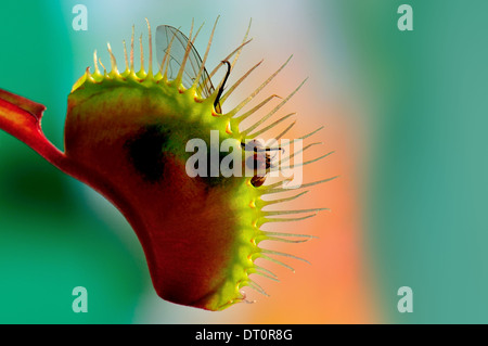 Nahaufnahme von einer Venusfliegenfalle Dionaea Muscipula mit einer aufgezeichneten Fliege Stockfoto