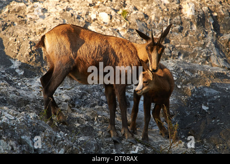 Eine weibliche Gämse leckt ihre jungen (Rupicapra Rupicapra) Stockfoto