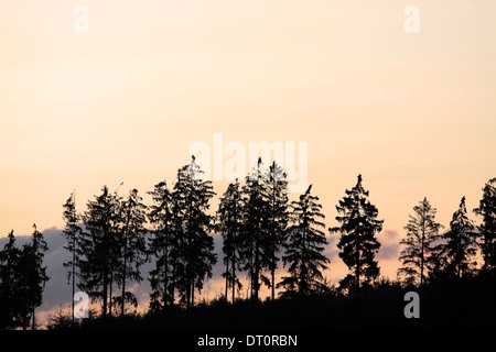 Baum Silhouetten gegen gelben Abendhimmel im Taunus, Deutschland Stockfoto