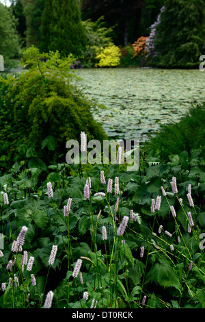 Rhododendron Baum Strauch Sträucher Teich See Lilie bedeckt Altamont Gärten Carlow Irland Persicaria Bistorta superba Stockfoto